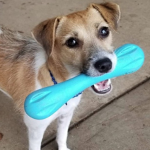 웨스트포우 헐리 뼈다귀 강아지 장난감 XS, 아쿠아블루, 1개