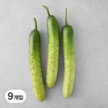 국내산 백오이, 3개입, 3개