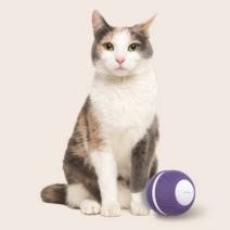 앱코 오엘라 고양이 자동 롤링볼 PP03, 혼합색상, 1개