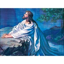 월니크 내외부용 (325x225mm)+(325x64mm) 노트북보호스킨, QLS-022