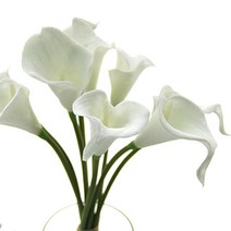 리버그린 카라 조화부쉬, 순수화이트
