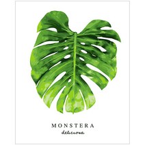 아이러브페인팅 보태니컬 DIY 명화그리기 40 x 50 cm, 몬스테라1