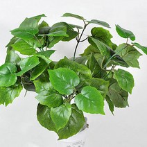 조아트 지피식물 코튼우드, 혼합 색상, 1개