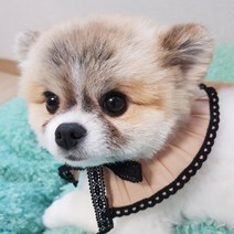 도그맘 캘리케이프 강아지 액세서리 S~M, 베이지, 1개
