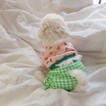 그루밍독 강아지 개구쟁이 허리절개 올인원, 체리