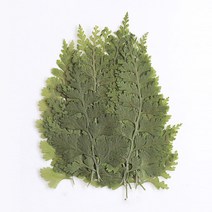 체크스토리 압화 비드펀 20p, 자연
