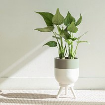 사무실책상식물 알뜰하게 구매하기