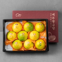 탐라황감 황금향 8~12입 선물세트, 3kg, 1개
