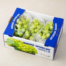 올바른과일 GAP 인증 샤인머스켓, 1.5kg, 1개