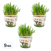 힐링타임 고양이 그루루 재배세트, 귀리, 9세트