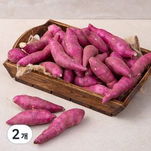 친환경 영암 한입 고구마 (햇), 1.5kg, 2개