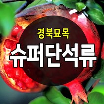 우수한 품종의 나무묘목 유실수 과실수 약용수 조경수 판매중, 슈퍼단석류 나무, 슈퍼단석류 상묘
