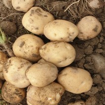 [산지직송] 햇 감자 수미 10kg 5kg 못난이 정품, 정품 10kg 중, 1박스