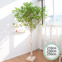 실내인테리어 인조나무 123종 / 플트 조화나무 C, C05.기본Y자형 자작나무 230cmK/벽면형