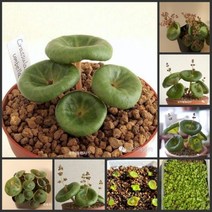 Lithops그린ovia그린oviaTaccaDiosc또는eaGymnocalyciumCrassula um벨라Passif로라 - 씨앗, Crassula 우산 50