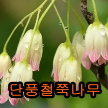 단풍철쭉 3년포트묘 1그루 개화주 꽃나무 유실수 조경수 묘목 단풍나무