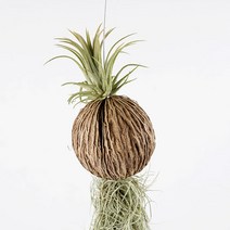 가꾸지오 이오난사코코넛수염 에어플랜트, 1개