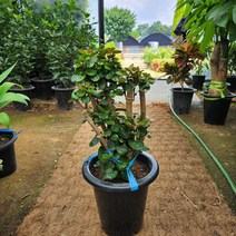 파비안느 대품 공기정화식물