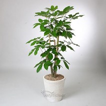 베리 대엽홍콩-중급 개업선물 전국 꽃배달 고백 결혼 기념일 감사선물 꽃다발 꽃배달 생일선물 기념일선물 개업선물, 1, 본제품선택