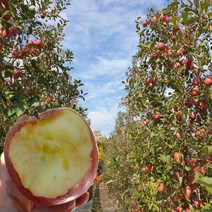 당도선별 경북 꿀 사과 2kg 5kg 10kg 사과, 1박스, 14.가정용사과10kg/할인특가상품(한정판매)/대과