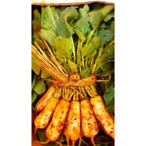 (가락시장까망콩)고랭지 김치 담기 좋은 황토 알타리무 (초록무)5kg 내외