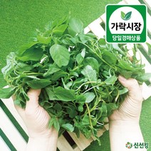 가락시장 당일경매 비름 500g / 1kg 비름나물 도매야채 신선킹 가락시장야채 가락시장비름나물