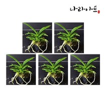 나라아트 난 소엽풍란 5포트 풍란 동양란 난화분 난키우기 식물키우기