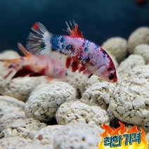 열대어 플라캇 베타 암컷 물고기 키우기