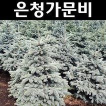 은청가문비(베이비블루) 묘목 3L화분 1개/정원수 조경수, 1개