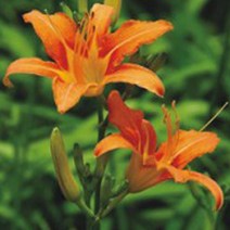 한국 원추리 씨앗 야생화 꽃씨 종자 품종 정원 30립 No. 327480EA, 본상품선택, 1개