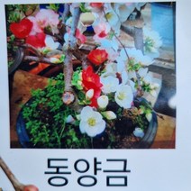 [다온야생화] C2617 명자나무.동양금 (20cm) [동일품]