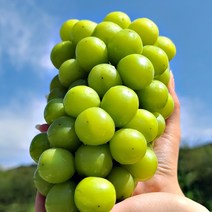 영동 샤인머스켓 고당도 씨없는 포도 망고포도 명절 과일 선물세트, 샤인머스켓 1.5kg 2~3송이