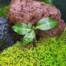 사철란 1촉(제주자생보석란)테라리움식물/비바리움 팔루다리움 재료DIY