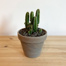 작은 성을 닮은 미니귀면각 선인장 - 미니 독일토분 세트