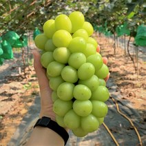 경산 샤인프룻 제철 샤인머스캣 고당도 망고포도 청포도 1kg 1.5kg 2kg 4kg, 2kg (2~4송이)