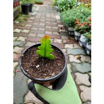 10~20cm 생선뼈선인장 쇼우 미니소품 19