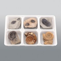 삼엽충3종 암모나이트3종