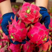 영화청과 특급 베트남 용과 1kg, 상세페이지 참조