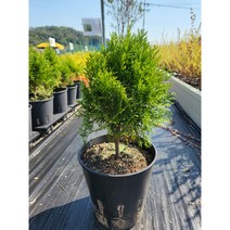 (서양측백) 에메랄드 그린 20cm 원형 컬러포트