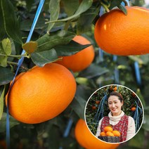 (롯데백화점)(생산자직송) 제주 양애숙님의 명품 레드향 10kg