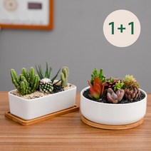 바브레 사각 원형 세트구성 1+1 다육이 도자기 화분 셋트, 사각 원형 화분세트