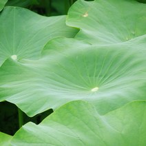 [산지직송] 자연산 연잎 10장 20장, 10개