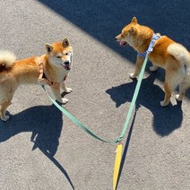 두마리 산책용 트윈 리드줄.글로펫, 피치