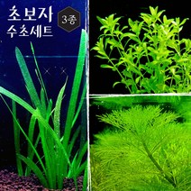 [미초 무료배송이벤트] 초보도 키우기 쉬운 녹색 수초 세트 (발리스네리아/암브리아/펄그라스) / 초보자 수초 / 수초 세트 / 구피 수초 /치어 수초