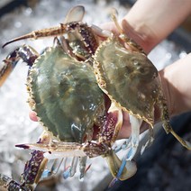 [자연맛남] 가을 제철 활 꽃게 3kg (11-15미 얼음포장), 1