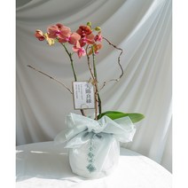 양난 호접란 서양난 개업선물 예단 보자기난 취임 승진화분 영전 축하난, 소형2대, 연핑크, 주황