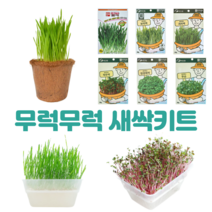 새싹 키우기 키트 8종 보리 무순 청경채 봉선화 방울토마토 보리 귀리 밀 모종 코코넛화분, 새싹키트2(코코넛화분+귀리싹)
