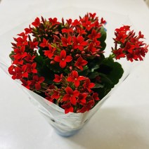 카랑코에 칼랑코에 칼란디바 선인장 다육식물 반려식물 플랜테리어 화분선물, 칼란디바화이트