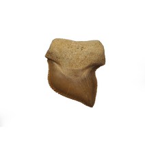 희귀종 스쿠알리코렉스 카우피 상어 이빨 화석 / Fossil shark teeth 공룡화석 진품화석 관찰표본 고생물 이색수집품표본