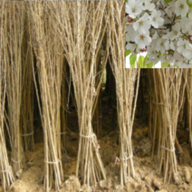 (G소망)산벚나무묘목 실생2년생 15그루, 1개